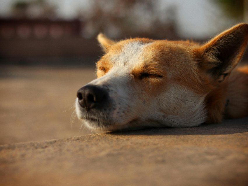 Perro hace ruidos raros al respirar Perro hace ruidos raros al respirar