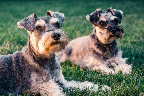 Saca partido a las cualidades de tu perro