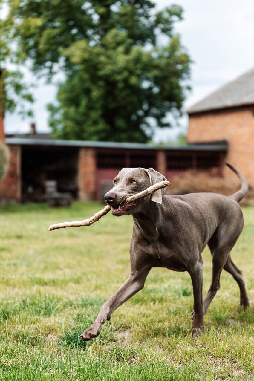 Residencia canina Mejorada del Campo