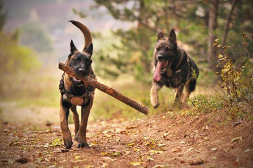 Los perros más relevantes en videojuegos Los perros más relevantes en videojuegos