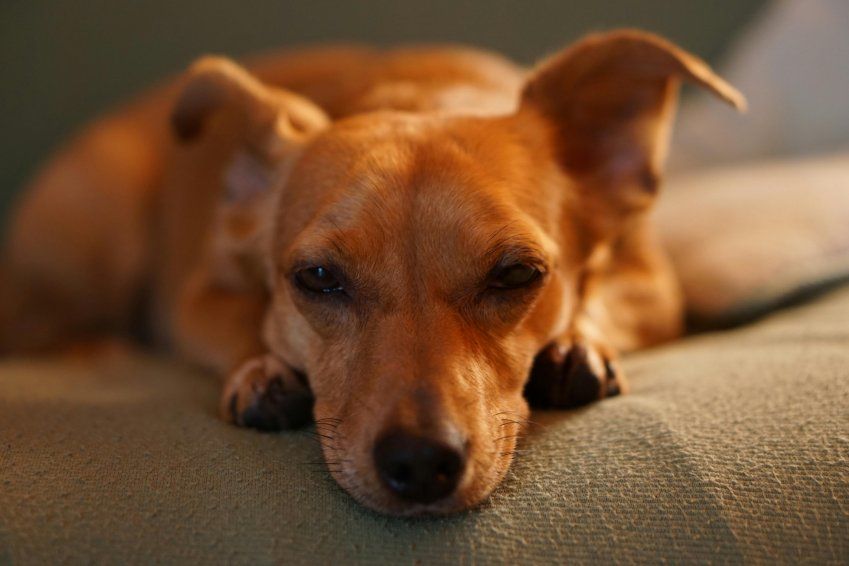 Riesgos de dejar a tu perro solo en casa Riesgos de dejar a tu perro solo en casa