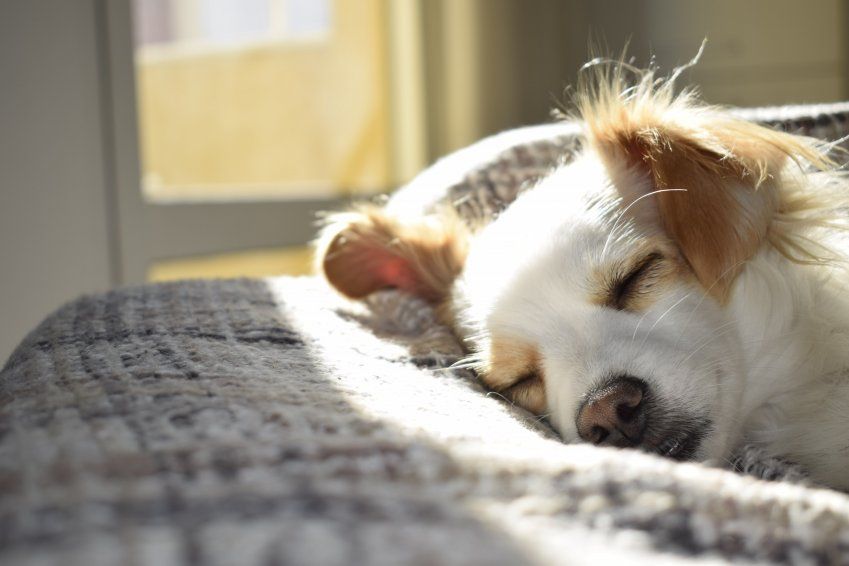 Cuidados mascotas en una residencia para perros