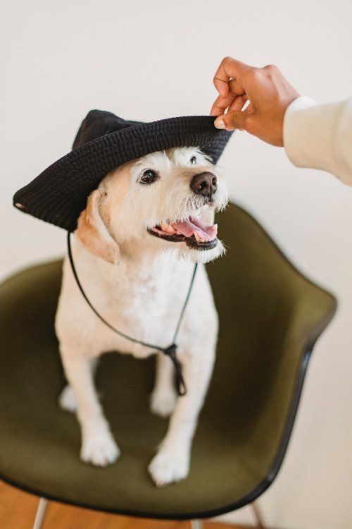 Los perros pueden ser modelos