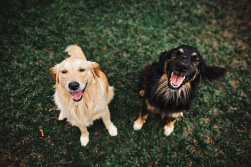 Parques pasear perros Madrid