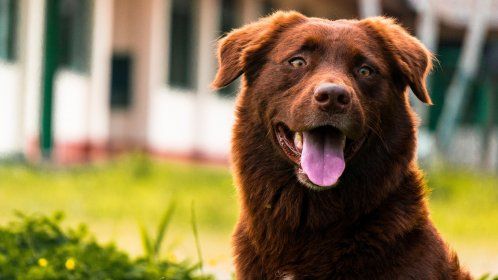 Residencia canina Torrejón de Ardoz