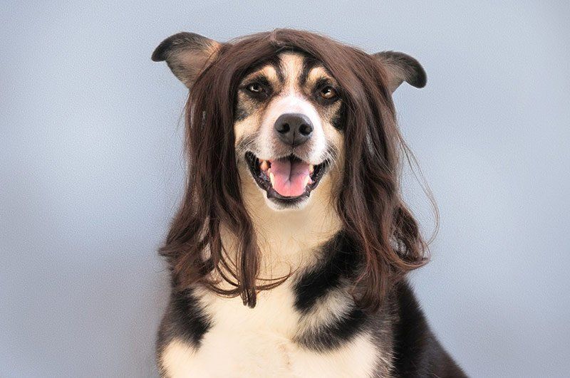 Peluquería canina Peluquería canina