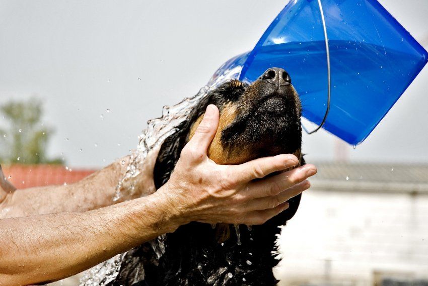Cómo limpiar a tu perro sin champú Cómo limpiar a tu perro sin champú