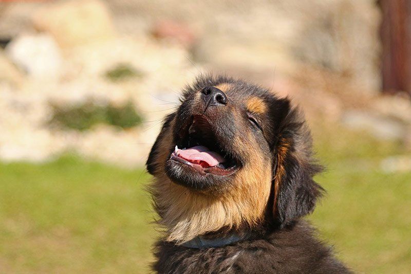 Educación para cachorros en Madrid