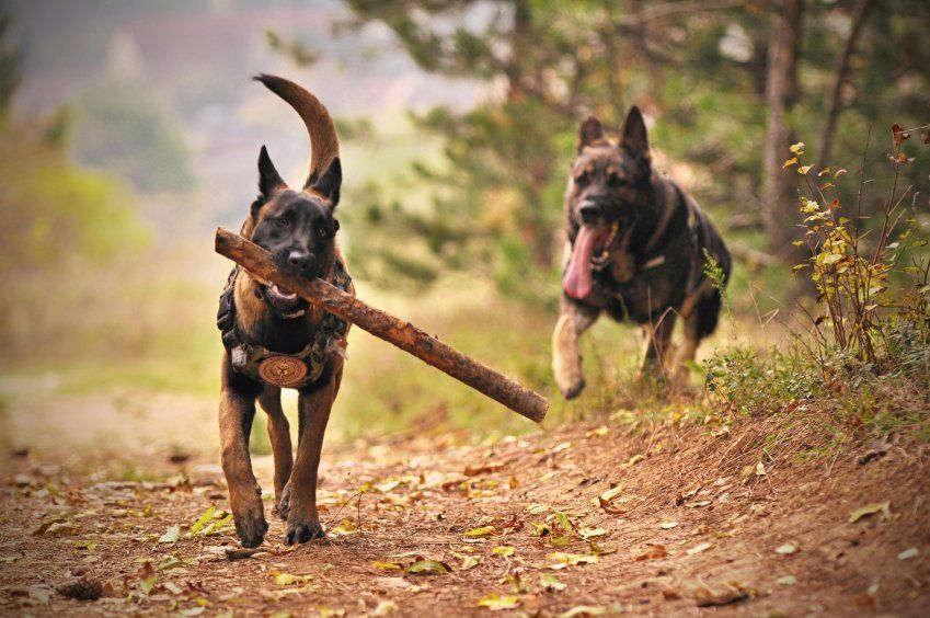 Los perros más relevantes en videojuegos Los perros más relevantes en videojuegos