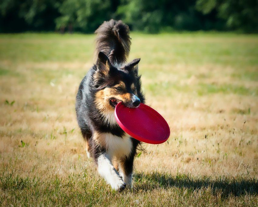 Ejercicio canino divertido Ejercicio canino divertido