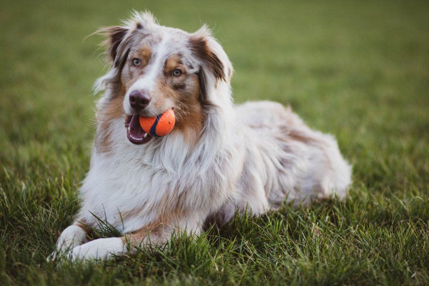 Residencia canina Rivas de Jarama