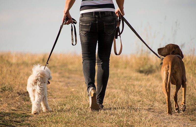 Paseos para perros