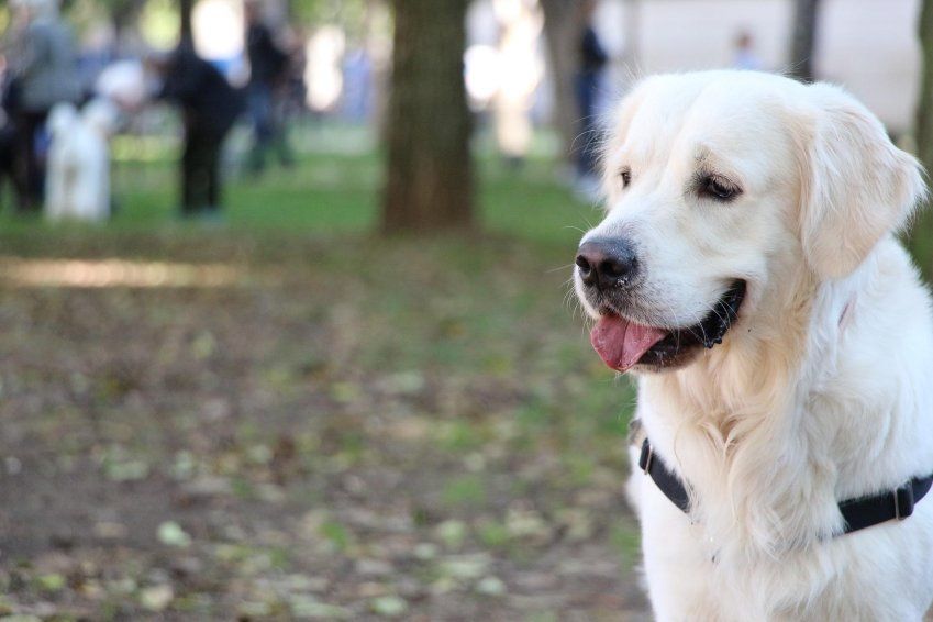 Mejores planes con tu perro en Madrid