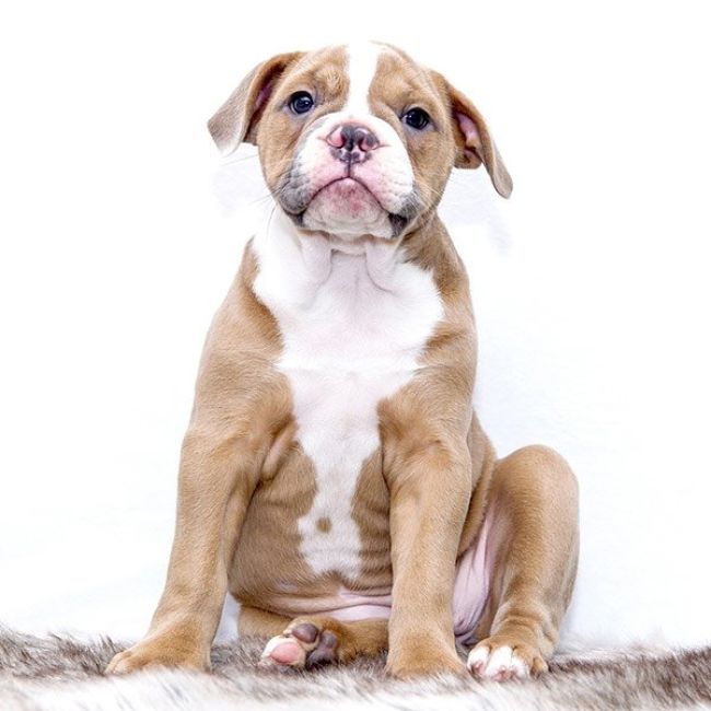 Guardería canina en Madrid