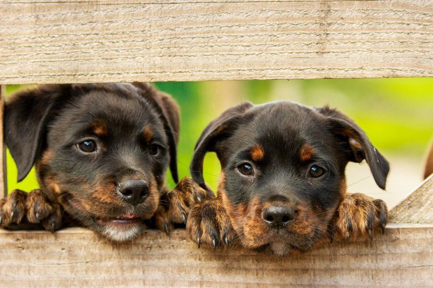 beneficios de las guarderías caninas