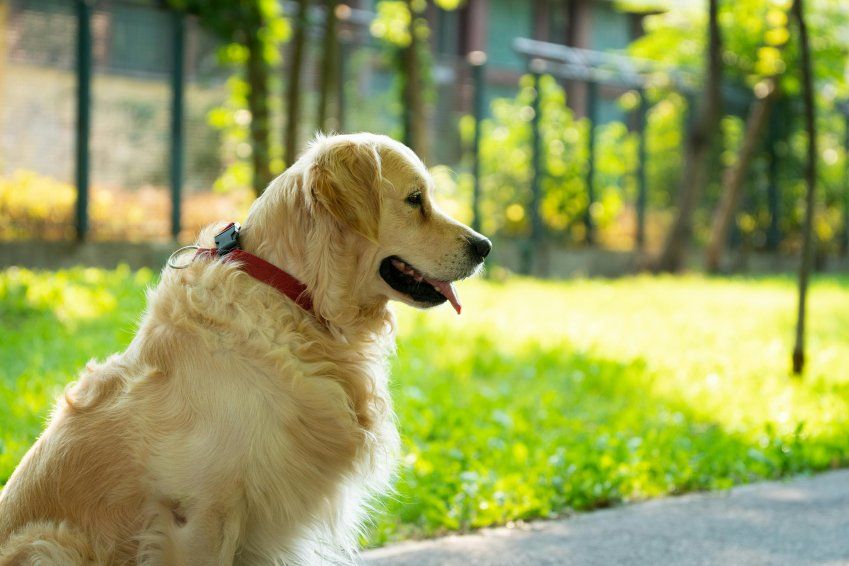 Residencia canina cerca del aeropuerto de Barajas Residencia canina cerca del aeropuerto de Barajas