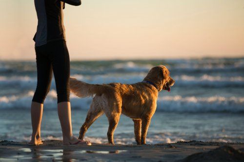 Mejores playas para perros