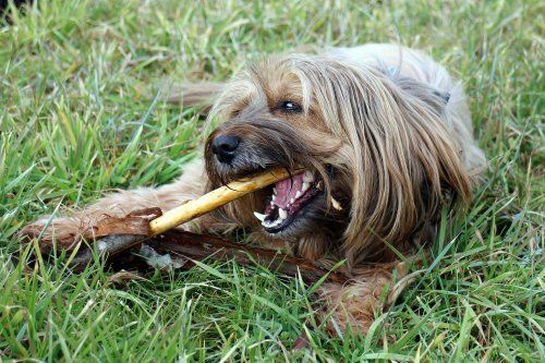 Conoce los trucos para mejorar la calidad los paseos con tu mascota