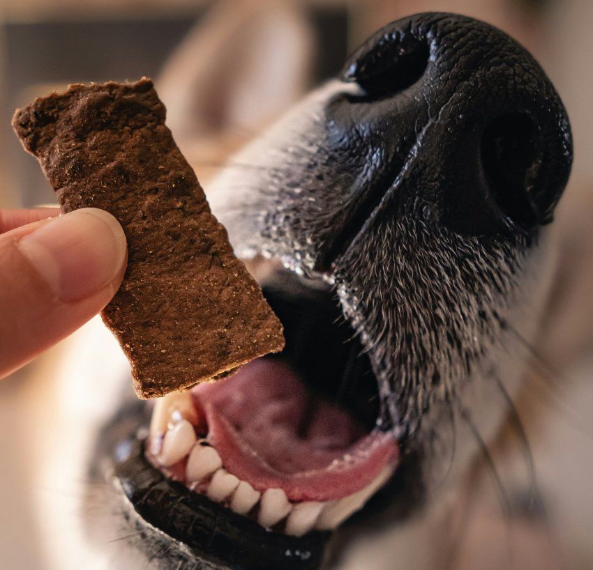Recetas caseras de snacks saludables para perros