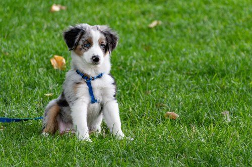 Residencia canina Alcalá de Henares