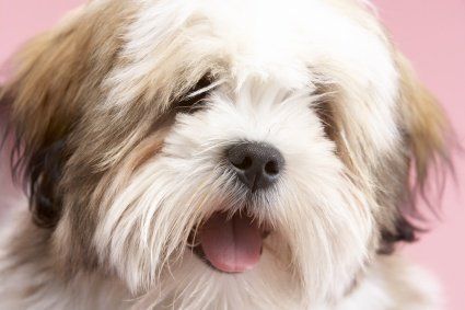 Alimentos prohibidos perros Alimentos prohibidos perros