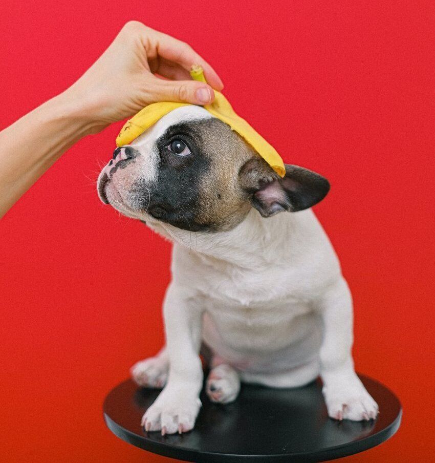 Perfiles perros Instagram