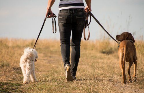 Compartimos cuales son los destinos nacionales para pasar unas vacaciones inolvidables con tu perro