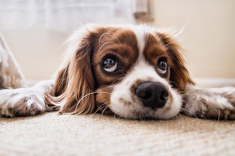 Vigilancia de perros 24 horas Vigilancia de perros 24 horas