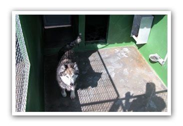 Residencia canina en Paracuellos del Jarama