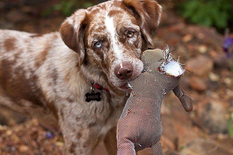 Perros Cazadores