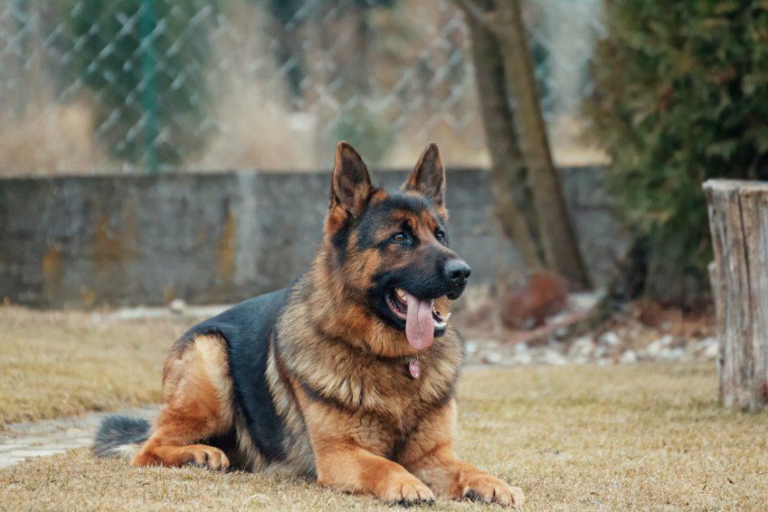 Residencia canina Vicálvaro