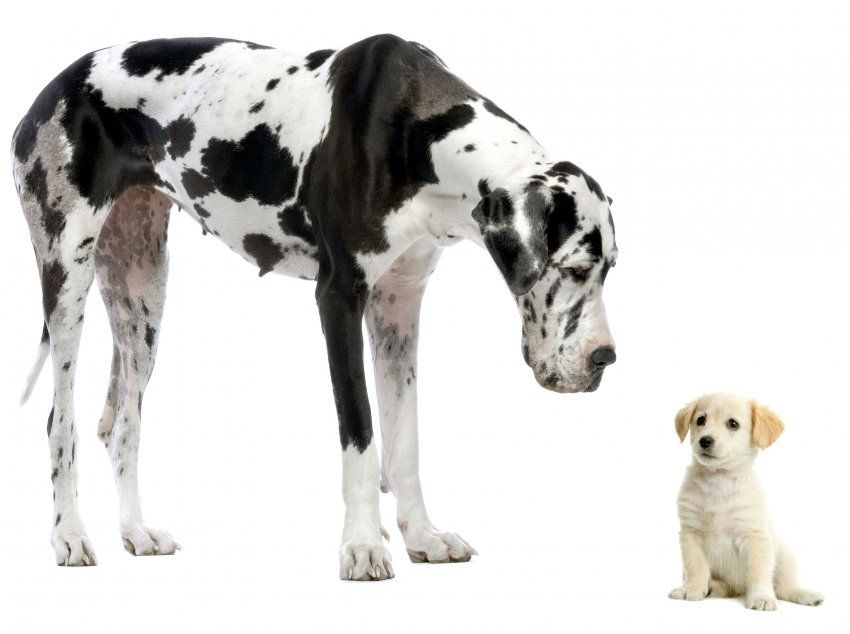 Elige cachorro según personalidad Elige cachorro según personalidad