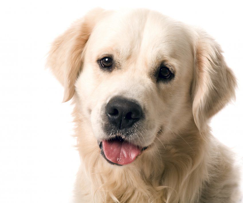 Carácter perro según raza Carácter perro según raza