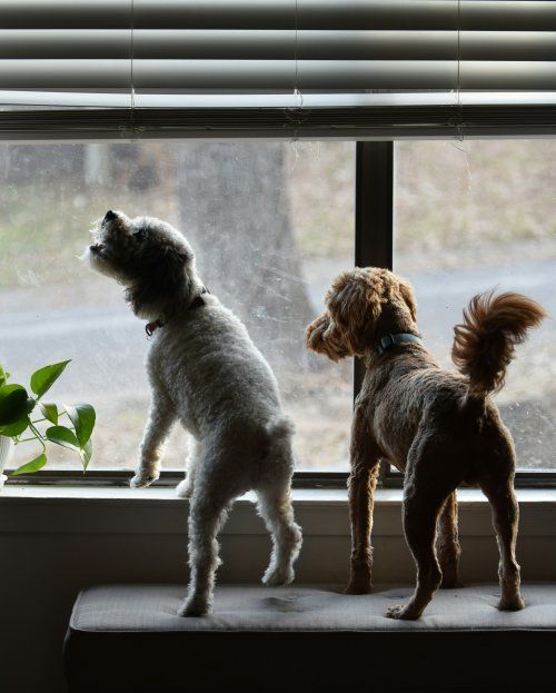 Trucos para evitar ladridos cuando tu perro se queda solo