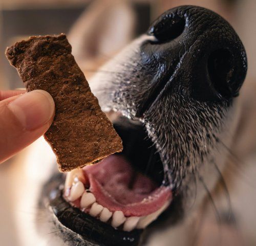 Recetas caseras de snacks saludables para perros