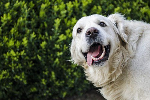 Residencia canina en El Corredor del Henares