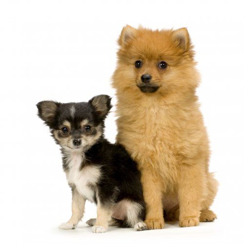 Peluquería canina salud estética Peluquería canina salud estética