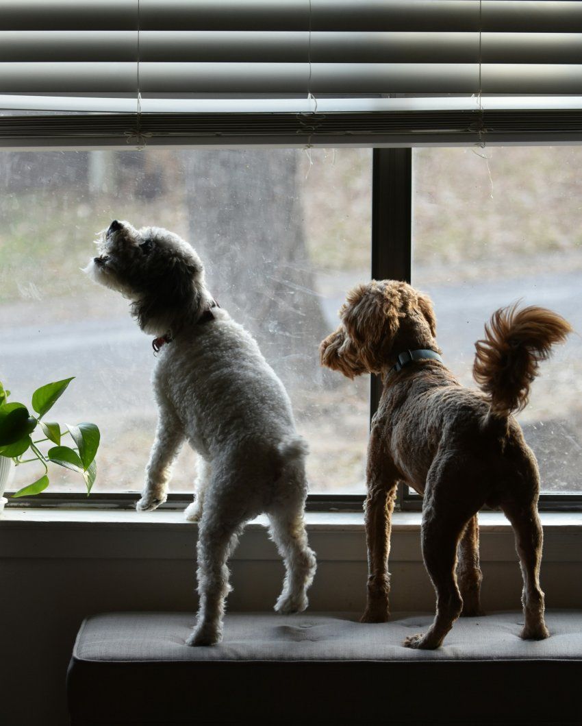 Trucos para evitar ladridos cuando tu perro se queda solo Trucos para evitar ladridos cuando tu perro se queda solo