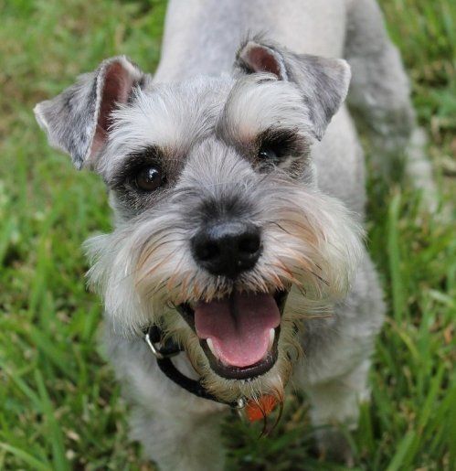Razas de perro que menos pelo sueltan