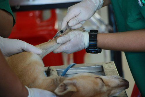 Vacunas obligatorias y recomendadas para tu perro