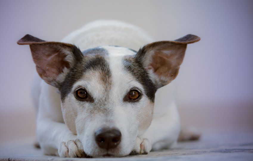 Residencia canina San Fernando de Henares