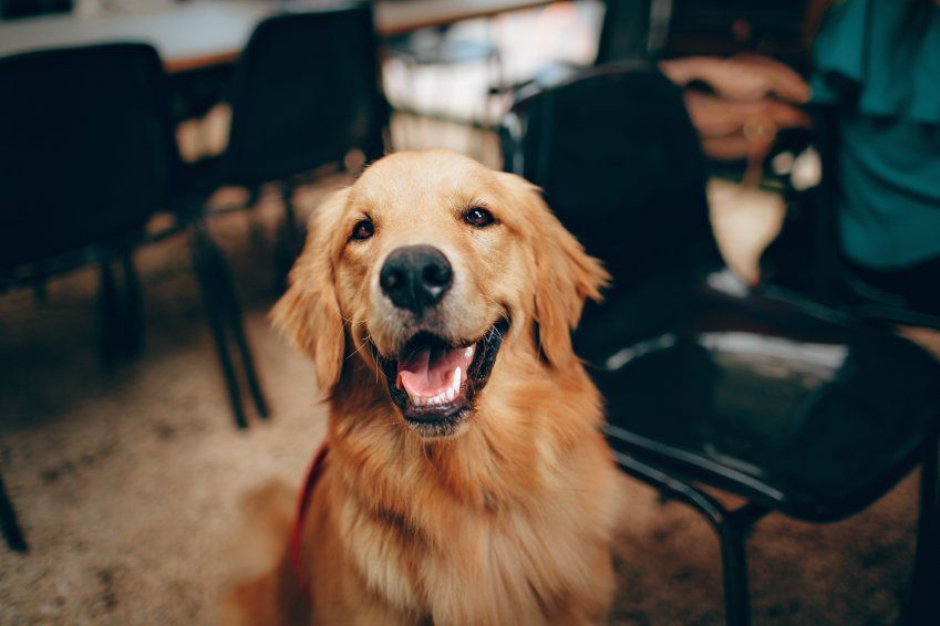 DNI para perros DNI para perros