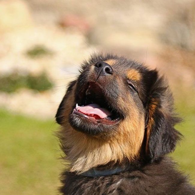 Educación para cachorros en Madrid