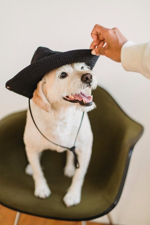 Lleva a tu perro a la moda. Tendencias en ropa y complementos Lleva a tu perro a la moda. Tendencias en ropa y complementos