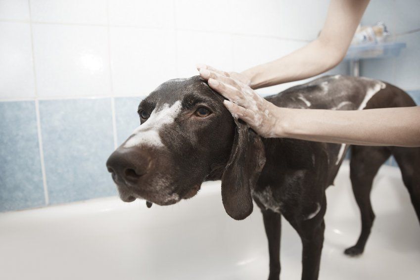 Errores al bañar a tu perro Errores al bañar a tu perro
