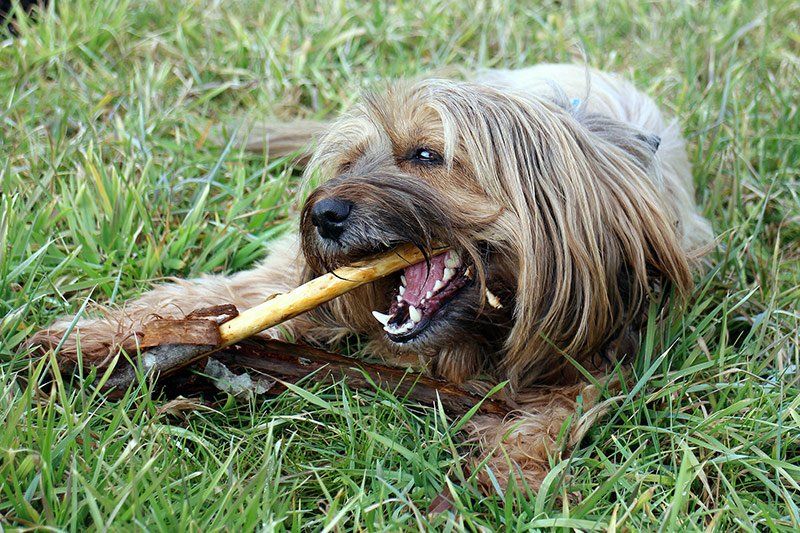 Residencia canina en Madrid Residencia canina en Madrid