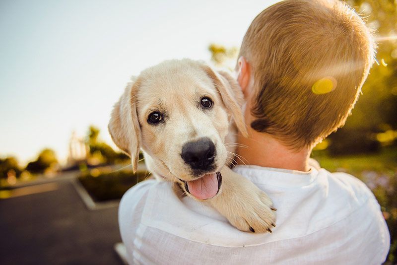 Bienvenidos a Residencia canina El Espolón